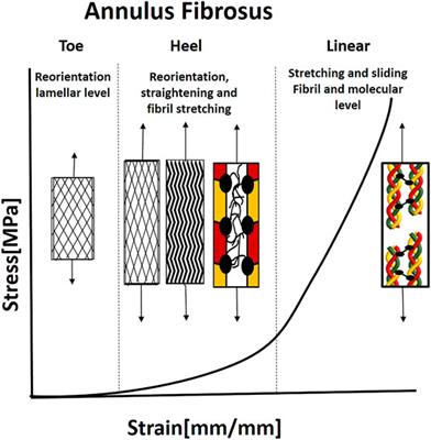 Structural Mechanisms in Soft Fibrous Tissues: A Review